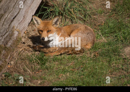 Le Renard roux Vulpes vulpes Prisonnier Banque D'Images