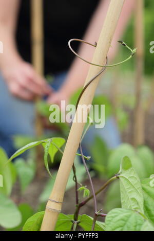 Phaseolus coccineus. Les jeunes des vrilles de haricot 'Scarlet Emperor' plante sont torsadées doucement autour de soutenir leur jardin canne a commencé, UK Banque D'Images