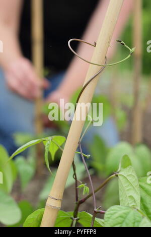 Phaseolus coccineus. Les jeunes des vrilles de haricot 'Scarlet Emperor' plante sont torsadées doucement autour de soutenir leur jardin canne a commencé, UK Banque D'Images