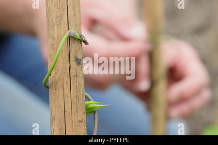 Phaseolus coccineus. Les jeunes des vrilles de haricot 'Scarlet Emperor' plante sont torsadées doucement autour de soutenir leur jardin canne a commencé, UK Banque D'Images