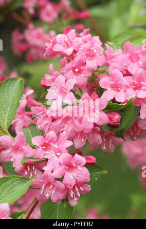 Fleurs de Weigela 'tyriaca'' arbuste à feuilles caduques la floraison au printemps, England, UK Banque D'Images