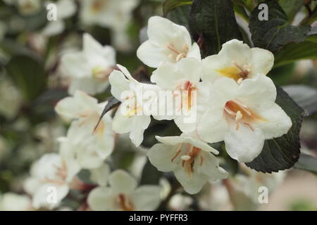 Fleurs de Weigela 'Ebony et Ivory' arbuste à feuilles caduques dans un jardin anglais la frontière, printemps, UK Banque D'Images