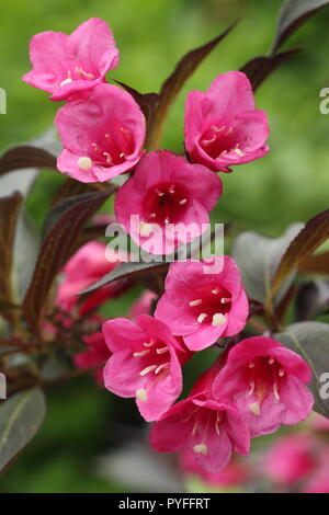 Weigela florida 'Alexandra' Wine and Roses et fleurs en été, en Angleterre, UK. Aga Banque D'Images