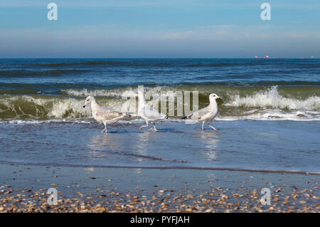 Vue rapprochée de la chasse dans l'alimentation trois mouette les vagues de la mer à La Haye Banque D'Images