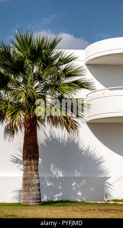 Le Trachycarpus fortunei Chusan repose sur un fond blanc Uni d'un hôtel de plage à Rhodes, en Grèce Banque D'Images