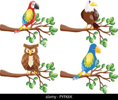 Différents types d'oiseaux sur la branche illustration Illustration de Vecteur