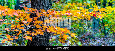 Orange, rouge et jaune des feuilles d'érable en opposition contre le rugueux texture sombre d'un tronc d'arbre au poisson et faune Winamac dans le nord de l'Indiana Banque D'Images