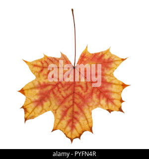 L'automne sec de feuille d'érable des tons jaune et rouge isolé sur fond blanc Banque D'Images