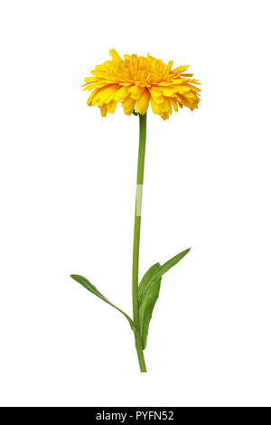 Fleur de pissenlit prairie isolé sur fond blanc Banque D'Images