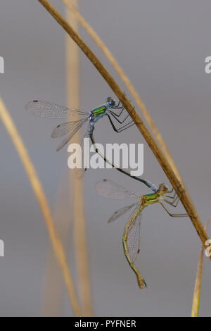 Demoiselle d'Émeraude, Lestes sponsa en tandem Banque D'Images