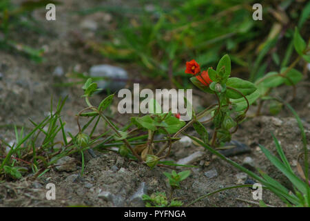 Anagallis arvensis mouron rouge, Banque D'Images