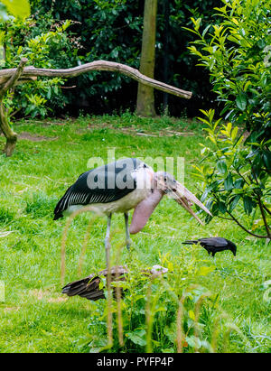 Marabou stork (crumenifer Flamant rose (Phoenicopterus ruber) debout avec son projet de loi s'ouvrir. Banque D'Images