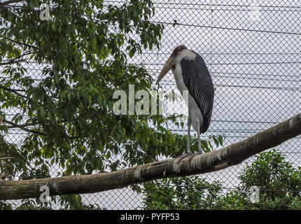 Marabou stork (crumenifer Flamant rose (Phoenicopterus ruber) assis sur la perche en bois. Banque D'Images