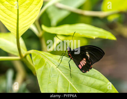 Heliconius melpomene, le facteur commun, papillon ou tout simplement le facteur postman, assis sur la feuille verte, vue ventrale. Banque D'Images