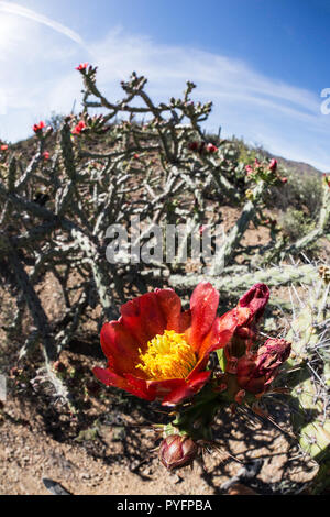 La floraison cholla cactus Cylindropuntia, spp, dans le Sweetwater Préserver, Tucson, Arizona, USA Banque D'Images