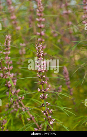 Leonurus sibiricus, communément appelé ou honeyweed Motherwort Sibérien, est une espèce de plante herbacée originaire de Chine, la Mongolie, et de la Sibérie. Banque D'Images