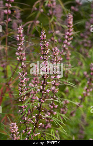 Leonurus sibiricus, communément appelé ou honeyweed Motherwort Sibérien, est une espèce de plante herbacée originaire de Chine, la Mongolie, et de la Sibérie. Banque D'Images