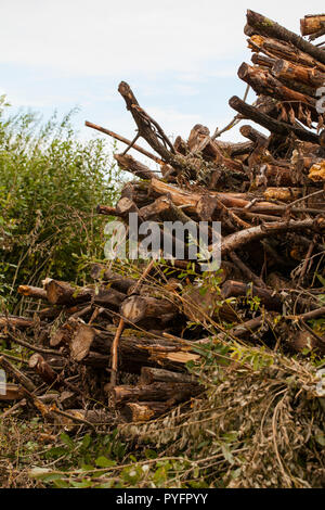 Une grande pile de bois dans une forêt en attente d'être transformé en biocarburant Banque D'Images