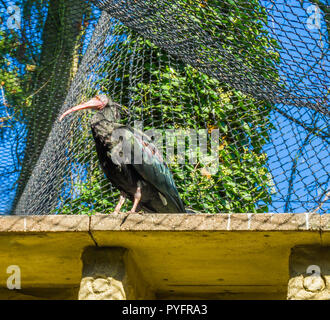 Noir brillant ermite ibis chauve assis sur un toit-portrait d'un oiseau en péril Banque D'Images
