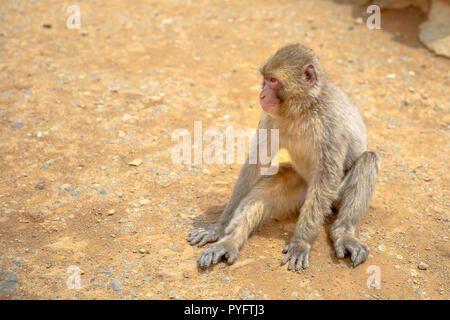 Macaque japonais assis sur le sol à Iwatayama Monkey Park de la ville d'Arashiyama à Kyoto Prefecture, Japan. Macaca fuscata singe. Banque D'Images