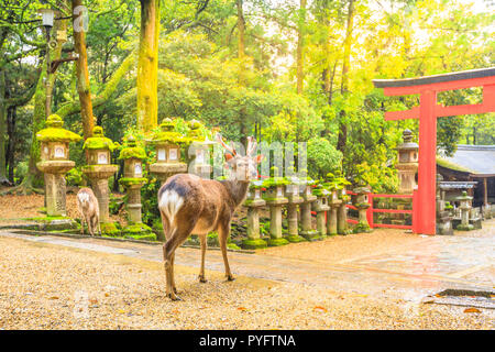 Les cerfs sauvages dans le Parc de Nara au Japon. Les cerfs sont symbole de la plus grande attraction touristique de Nara. Sur l'arrière-plan, de Torii rouge de Kasuga Taisha briller l'un des temples les plus populaires dans la ville de Nara. Banque D'Images