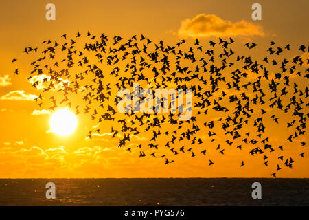 Starling Murmuration, Blackpool, Lancashire. Le 27 octobre 2018. Des milliers d'étourneaux effectuer leurs compétences de vol acrobatique avant de se percher pour la nuit sous la jetée nord de Blackpool. Avec les températures en chute libre alors que la nuit tombe, les masses d'étourneaux croître en nombre chaque jour. L'un des rares murmuration sites au Royaume-Uni, la jetée du Nord assure un parfait refuge pour les milliers d'oiseaux chaque nuit. Credit : Cernan Elias/Alamy Live News Banque D'Images