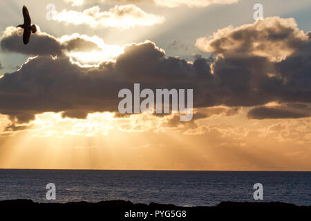 Aberystwyth,UK,27 octobre 2018,Caisses Murmuration à Aberystwyth, Pays de Galles, que les couchers de soleil après un Automne glorieux après-midi. Credit : Keith Larby/Alamy Live News Banque D'Images