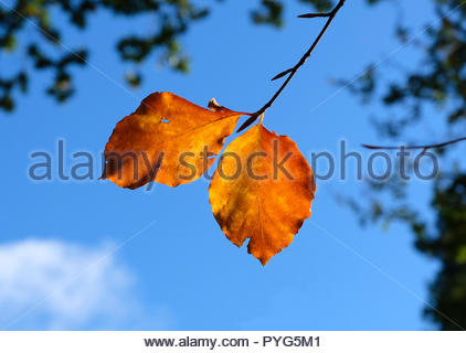 Edinburgh, Royaume-Uni. 27 octobre, 2018. Feuilles de hêtre d'automne à Dalkeith Country Park avec les couleurs de l'automne. Credit : Craig Brown/Alamy Live News. Banque D'Images