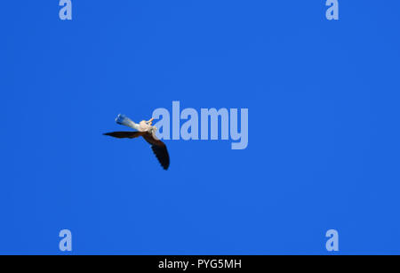 Nauplie, Grèce. 27 octobre 2018. Hawk le genre falco tinnuculus voler à un endroit sur la plage de Arvanitia de Nafplio, Samedi, Octobre 27, 2018. Credit : VANGELIS/BOUGIOTIS Alamy Live News Banque D'Images