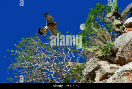 Nauplie, Grèce. 27 octobre 2018. Hawk le genre falco tinnuculus voler à un endroit sur la plage de Arvanitia de Nafplio, Samedi, Octobre 27, 2018. Credit : VANGELIS/BOUGIOTIS Alamy Live News Banque D'Images