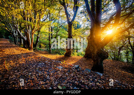 Aberystwyth, Ceredigion, pays de Galles, Royaume-Uni 28 octobre 2018 UK Weather : Le soleil brille à travers Penglais nature park à Aberystwyth, sur ce froid matin d'automne. © Ian Jones/Alamy Live News Banque D'Images