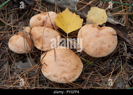 Plusieurs Suillus bovinus, également connu sous le nom de Jersey ou de champignons bolets bovine Banque D'Images