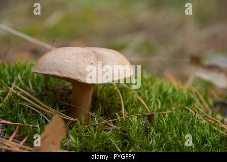 Suillus bovinus, également connu sous le nom de Jersey ou de champignons bolets bovine dans MOSS Banque D'Images