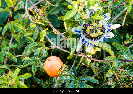 La passiflore, Passiflora edulis, fruits et fleurs. Banque D'Images