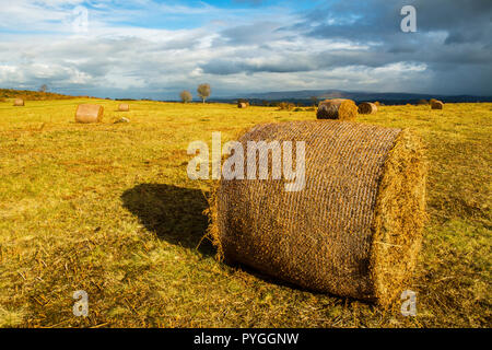 Balles rondes de bracken sur Mynydd Illtyd Common dans les Central Brecon Beacons dans le sud du pays de Galles baignées dans la belle lumière de l'après-midi d'automne Banque D'Images