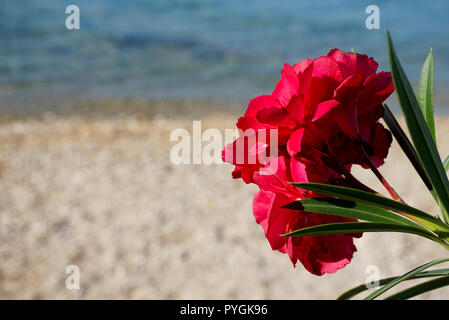 Nerium oleander rouge fleur avec la mer et plage de galets de plus en plus floue dans l'arrière-plan Banque D'Images