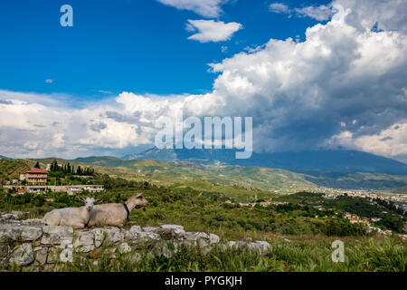 Deux chèvres domestiques blancs, l'un regardant la caméra, reste sur l'ancien mur de pierre haut sur les collines près de la vieille ville de Berat, en Albanie. Ressort arrière floue Banque D'Images