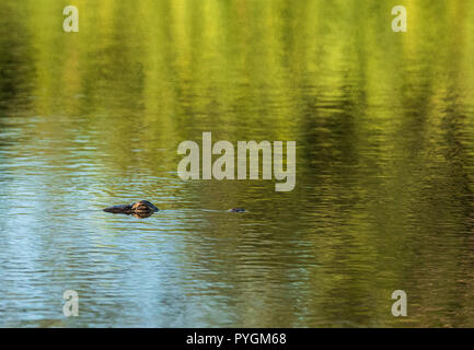 Jeune Alligator mississippiensis Alligator pairs yeux hors de l'arrière-plan d'eau de mer et sur l'herbe un marais, en Floride. Banque D'Images