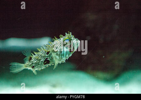 Balloonfish Diodon holocanthus nage le long d'un aquarium de récif marin en Floride. Banque D'Images