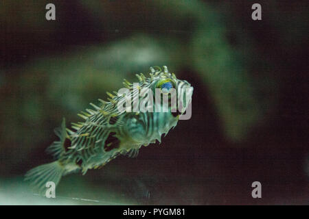 Balloonfish Diodon holocanthus nage le long d'un aquarium de récif marin en Floride. Banque D'Images