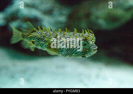 Balloonfish Diodon holocanthus nage le long d'un aquarium de récif marin en Floride. Banque D'Images