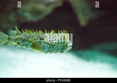 Balloonfish Diodon holocanthus nage le long d'un aquarium de récif marin en Floride. Banque D'Images