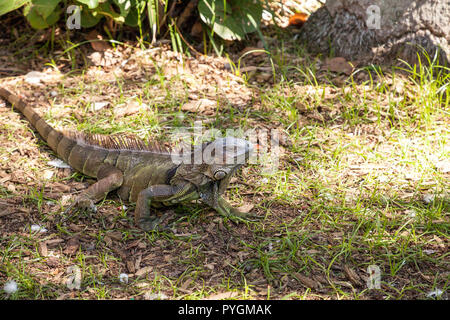 Green Iguana Iguana iguana également connu sous le soleil sur un rocher à Miami, Floride Banque D'Images