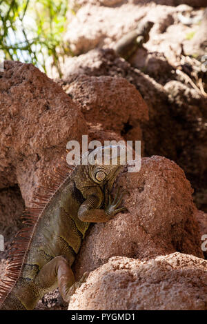 Green Iguana Iguana iguana également connu sous le soleil sur un rocher à Miami, Floride Banque D'Images