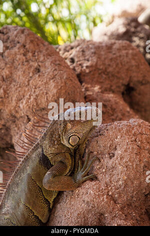 Green Iguana Iguana iguana également connu sous le soleil sur un rocher à Miami, Floride Banque D'Images
