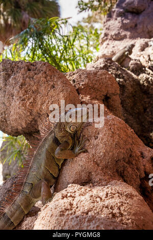 Green Iguana Iguana iguana également connu sous le soleil sur un rocher à Miami, Floride Banque D'Images