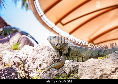 Green Iguana Iguana iguana également connu sous le soleil sur un rocher à Miami, Floride Banque D'Images
