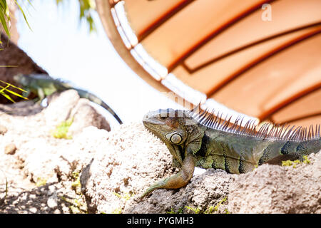 Green Iguana Iguana iguana également connu sous le soleil sur un rocher à Miami, Floride Banque D'Images