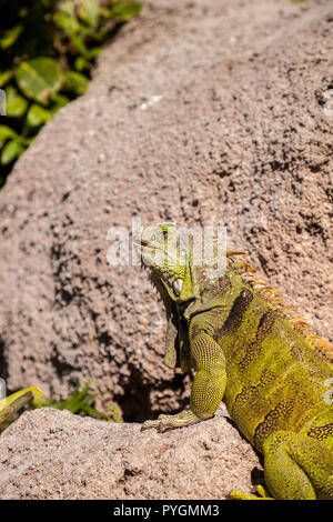 Green Iguana Iguana iguana également connu sous le soleil sur un rocher à Miami, Floride Banque D'Images