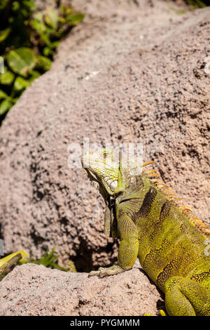 Green Iguana Iguana iguana également connu sous le soleil sur un rocher à Miami, Floride Banque D'Images